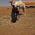 مهره طيبه بدون ورق ابوها كفو وامها كفو