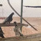 طبات باكستاني للبيع