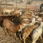 للبيع سواكن مرابي من 950