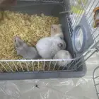 هامستر للبيع العدد 9 مع الام مع القفص