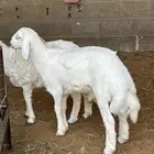 حري مشروع فحل