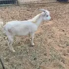 للبيع تيس قزمي