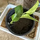 بوتس الشتلة 5 ريال وفي بريال