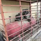 للبيع كمبروسر هواء كبير 12 بار إيطالي
