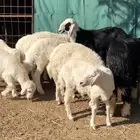 القويعيه الرويضه بالعرض