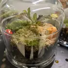 تيراريوم وسط