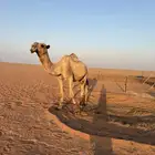 بعير رباع اشعل