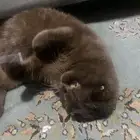 قط سكوتش فولد ذكر