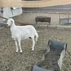 مسوي حايل جرمها كفو اللي يبغا حميسه