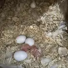 زوج روز البينو منتج