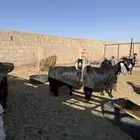 للبيع معزا مضاريع