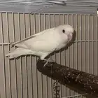 روز تم البيع