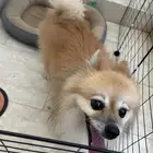 كلب نوع بومرينيان