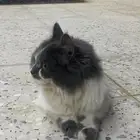 بسه شرازيه