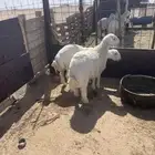 طليان حريات