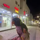 لوري