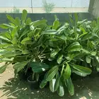 شتلات منوعه