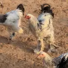 دجاج ابراهما كولمبي اصل