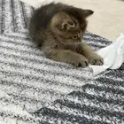 كيتن سكوتش فولد