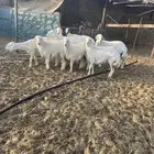رخال صنف ودفيع