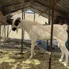 تيس فحل بيشي