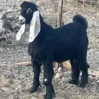 تيس عارضي صنف تم البيع