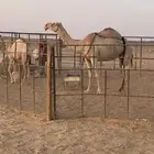 ضروبه للبيع