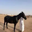 فرس شعبيه