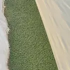 ازولا للبيع نبتة غنيه عن التعريف