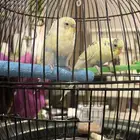 طيور البادجي