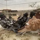 كشكش اوفرات وردتين وجوز جاكوبين