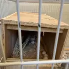 زوج كروان للبيع مع بيضه ( وطيور للبيع بعد