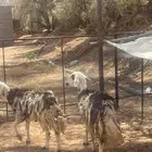 شياه حيل