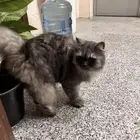 بسة ضايعه للتبني في عمارة في حي الصفا جنب دوار النجمة