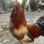 سومو سومه طيبه والطيب ما نختلف معه