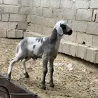 طلي مهجن فاخر (توم)