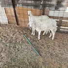 للبيع حريه العدد 2 اسداس سليمه شرط