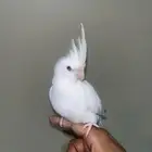 ببغاء كروان البينو