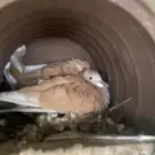 قماري هولندي