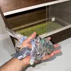 بادجي فروخ طيور حب
