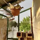 حمام منتج