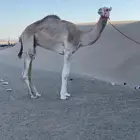 للبيع قعود شكل وسلاله وسبق