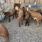 طليان سواكني مرابي