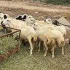 رخال رفيدي