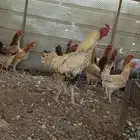 دجاج