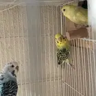 بادجي دم إنجليزي