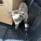 ماعز قزم تشيكي امريكي