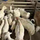 غنم رفيد