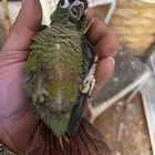 كنيور وكويكر