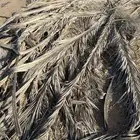 جريد نخل ( سعف ) كمية كبيرة